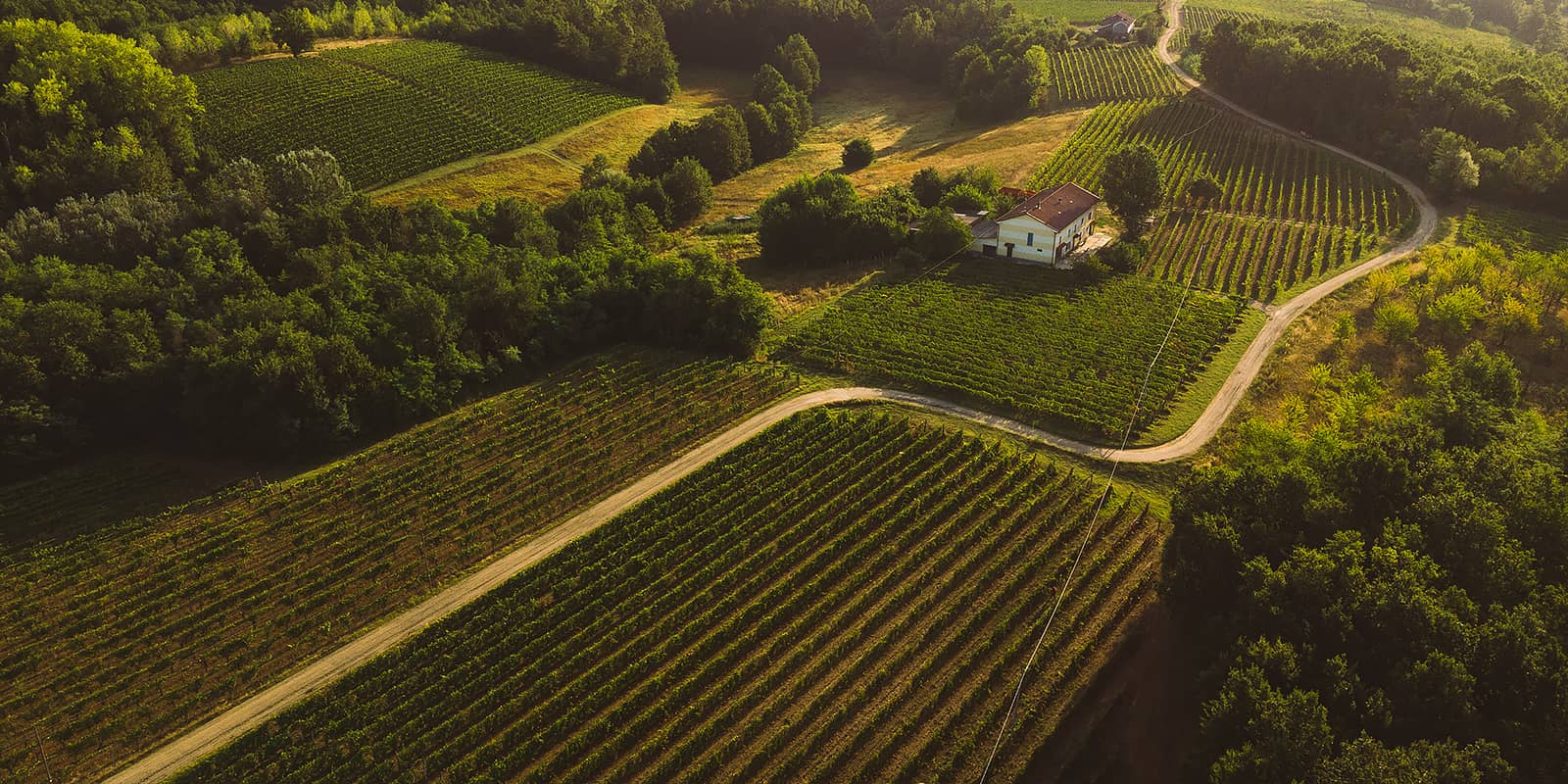 Cossetti Wines Vineyard